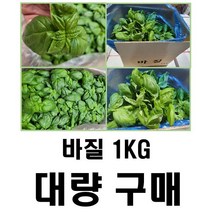 야채왕 싱싱한 스위트 바질1kg 대량구매