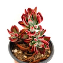 러브코리아 부용 키우기 물이 들면 예뻐지는 다육식물105랜덤, 단품, 1개