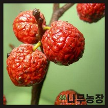 (나무농장) 꾸지뽕나무 접목꾸지뽕 결실주 분