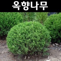 옥향나무 묘목 폭40cm(분) 1개/상록수/조경수/관상수