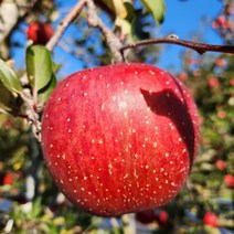 무료배송고랭지 10kg 포천사과 사과 34-36과 한탄강사과 운악산사과 썬애플, 상세페이지 참조
