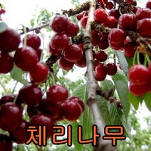 체리나무 접목1년특묘3그루 나무 묘목 체리나무