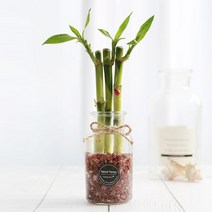 그린테라피 수경재배식물 유리병 실내공기정화식물 수중식물키우기 DIYSET, 개운죽+직선