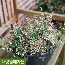 신품종 왜성남천 2L포트 남천나무 정원수 꽃나무, 01. 레몬앤라임 2L(17cm)포트