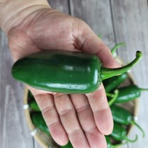 강원 평창 고랭지 할라피뇨고추 퍼팩토 퍼팩트 아삭이고추 1kg, 1개