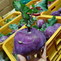 청정 제주 햇수확한 로얄과로 선별한 고당도 콜라비 3kg 5kg 10kg, 콜라비 10kg(상품과 10~20과)