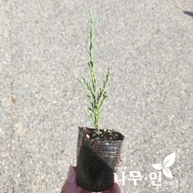 [나무인] 스카이로켓향나무 포트묘 5그루, 5개