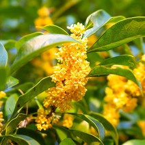 향기에반하다 금목서 오스만투스 향 프래그런스 오일 디퓨저 룸스프레이 방향제 향오일, 금목서 향오일 1리터