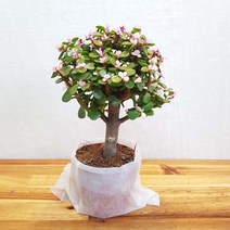 무지개정원 사랑목