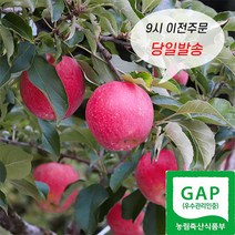 밀양얼음골 사과 고당도 정품 부사 사과, 5kg 19~20과 내외