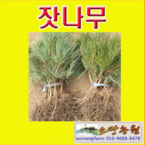 (G소망)잣나무묘목 실생5년생 10그루