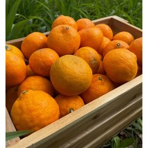 제주 카라향 감귤 3kg 5kg 10kg 설국향 금귤 깡깡 수라향 황금향 제주도 과일, 제주 카라향 가정용혼합(못난이) 10kg, 1개