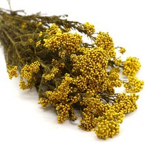 동글이플라워 프리져버드 노랑 한다발