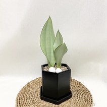 문샤인 산세베리아 무광화분세트(분갈이완료)