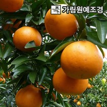 삼색조팝/왜성 [4포트] (복남이네야생화 꽃나무 조팝나무 spiraea)