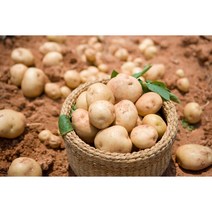 국내산 수미감자 제철 햇감자 0.5kg 1kg 1.5kg 2kg 3kg 5kg 10kg, 대, 감자2kg, 1개