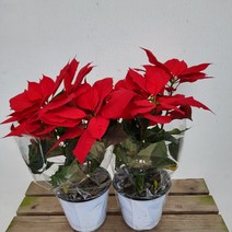20~40cm 초특가 원플원 포인세티아 레드 중품 99, 1개