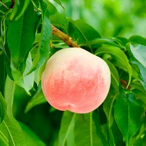 복숭아나무 묘목 / 서왕모 (백도) 천중도 유우조라 교배종 일본최고 인기종 / 접목1년생 2주묶음 FT163, 1개