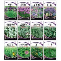 오레가노 유칼립투스 라벤다 오레가노 라벤다 로즈마리 페퍼민트 보리지 허브씨앗 타임 바질 카모마일 차이브 딜 레몬밤 세이지 히솝 소렐 유칼립투스 키우기 심기 재배 정원가꾸기, 스테비아 100립