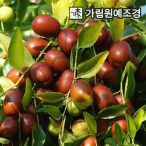 대추나무 리자오 다왕자오 대왕대추 유실수 가림원예조경, 리자오(사과대추)나무 R3cm내외 결실주 분묘