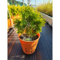 (측백)에메랄드 골드 20cm 원형 컬러포트