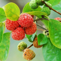 꾸지뽕 열매 900g 꾸지뽕열매 먹는법 효능, 300g x 3봉지