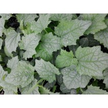 수세미모종 10주(10개)