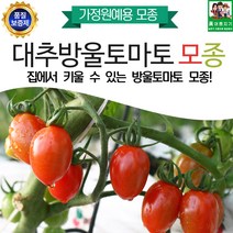 집에서 키울수 있는 대추방울토마토모종 40주