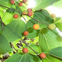 묘목/팽나무 /실생2년 10주묶음 B1057