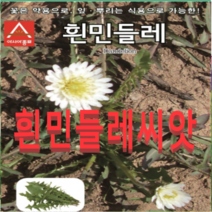 (아시아종묘) 흰민들레씨앗 재래종(50립) 4봉