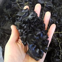 [완도] 미역 뿌리 세척 미역귀 500g, 1개