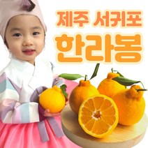 연효네 제주 한라봉 가정용 선물용 과일 3kg 5kg 레드향 천혜향 할라봉 주문즉시 수확발송, 선물용 특대과 5kg(9-16과)