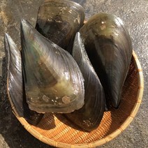 키조개2미 제철 캠핑모듬조개 캠핑조개 해산물 수산물 어패류 바지락 째복 명주 비단 갈미 백합조개 물총 백상합 모시 뿔소라 대합 개조개 참가리비구이 키조개 전복 삐뚤이소라 밀고동, 3개, 6미