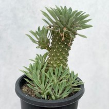 [ 풀풀다육 ] 괴마옥 다육 파인애플 선인장 식물 국민 다육이, 8cm 내외