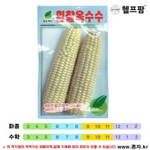 헬프팜 흰찰옥수수 100립 옥수수 종자 씨앗 성우종묘