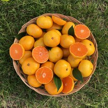 청년마켓 새콤달콤 고당도 프리미엄 제주 노지감귤 햇귤 밀감 감귤 5kg, 1박스, 5kg  중과(M~L)