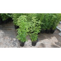 [골든플랜트]홍콩야자중대품 그린인테리어 소품 공기정화식물 반려식물 홍콩야지키우기 반려식물키우기