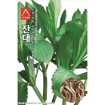 잔대씨앗 잔대 (1000립 500g), 단품