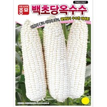 아시아종묘 백초당 옥수수 씨앗 종자 2000립