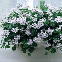 [어린모종]제라늄(영양계-아이비) : 8cm분, 글레이셔 화이트, 1개