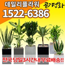 실내공기정화식물 미세먼지 공기청정 키우기쉬운식물 플랜테리어 식당 개업축하선물 산세베리아 고무나무 안시리움 율마 아가베 아레카야자 승진화분, (선택46)고무나무