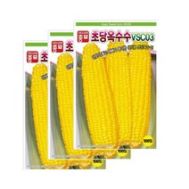 (아시아종묘 옥수수씨앗종자) 초당 옥수수 VSC 03 (100립 3개입) 햇종자