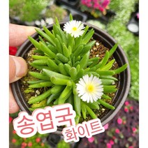 송엽국 화이트/잎이 채송화 같고 사철 꽃을 피운다고 사철채송화
