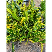 공기정화식물 바나나크로톤 소품 10~25cm 28