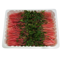 야채왕 적메밀순 1팩(500g)