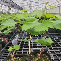 포도나무 묘목 뉴써틴 샤인머스켓 금향1호 루비로망 대황옥 쥬얼머스켓 마이하트 포트접목묘 2주, 샤인머스캣 노지묘2주