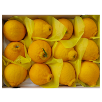 (23년 설) 한라봉-선물용 특대(8-14과) 5kg-선물가방포함