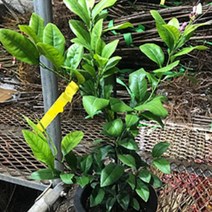 묘목 /오렌지 레몬나무 결실주(H0.3~0.4) kk459