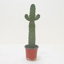 만세선인장(소) 인테리어식물 홈가드닝, 1개