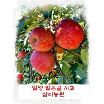 10KG 삼이농원 밀양 얼음골 사과 (산지직송), 10KG 46-47(소과)